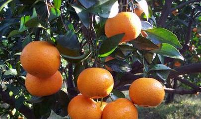 臺(tái)州的這幾種,水果你吃過(guò)幾個(gè)?